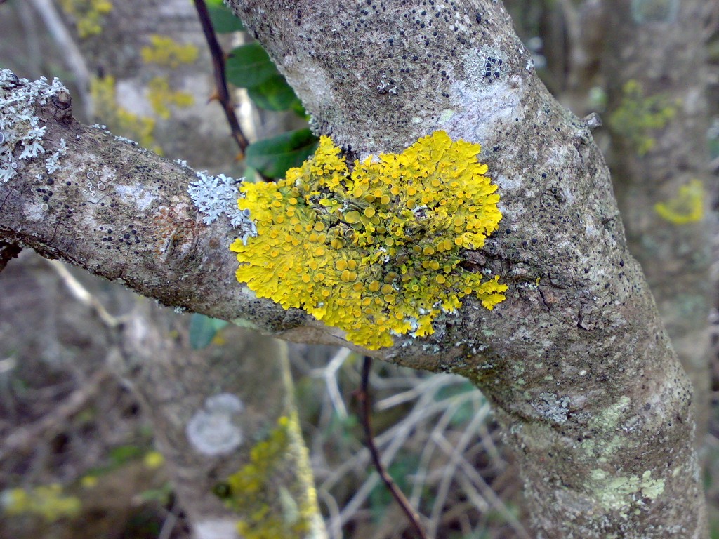 identificazione licheni